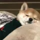 majnxg