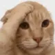 逍遥客