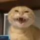 cxzuishuai