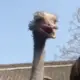 泰勒·斯威夫特