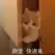 君