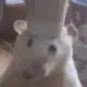 sjzwx