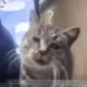 殇洛君