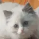 SleepingPuppyCat的头像-投影工坊