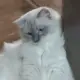 aaa