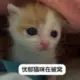 mouseking的头像-投影工坊