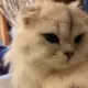 安琦