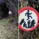 老鼠