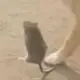 wwwcai