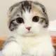 卢松松博客