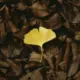 yeluoying的头像-天机阁
