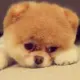 VIOSON