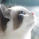 zxcfeng