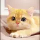 夜闻风