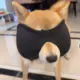 发财帅