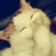 股票
