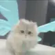 卡丝