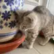 猫仲墨的头像-投影工坊