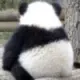 七七酱