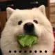 逆贼