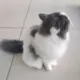 zggg