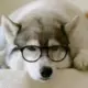 tedwudi