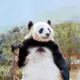 树虾的头像-投影工坊