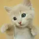ACE逸云吖
