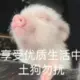 乐乐222的头像-投影工坊