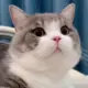 GH