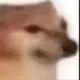 Doge_two_2的头像-投影工坊
