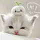 Yuyuko_han的头像-投影工坊