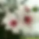 123asdqwezxc的头像-投影工坊