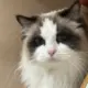 Gary丶小灰