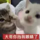 MOSHUI111的头像-投影工坊