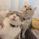 老猫
