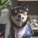 achau