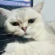 seojyoung的头像-天机阁