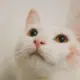 向前