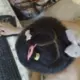 刘来祥