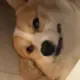 小欧呀