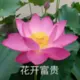 Libait的头像-投影工坊
