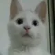 a4586