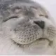 1697720067