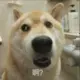 灰丶
