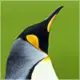 caige220