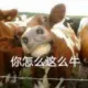牛逼万能