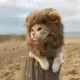 清酒炸鱼