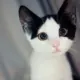 Kooo