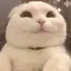 doushabao
